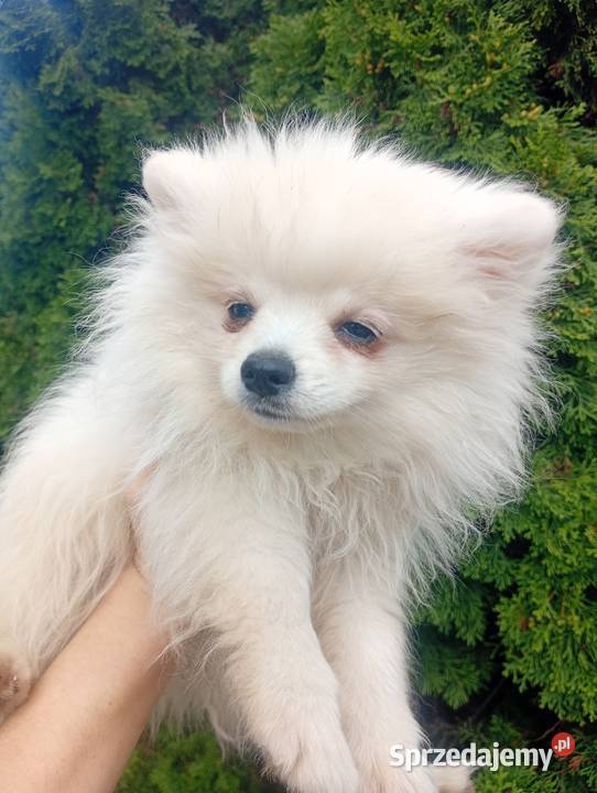 Szpic miniaturowy Pomeranian Łowicz