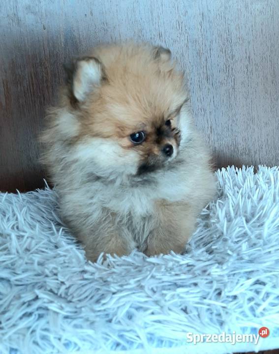 Szpic miniaturowy pomeranian suczka Pabianice