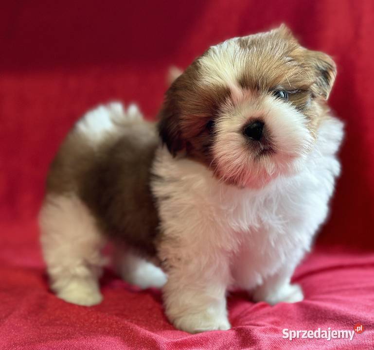 Shih tzu śliczne szczenięta Komarówka Podlaska