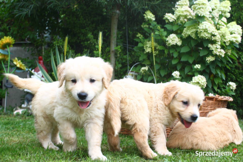 Golden retriever Rodowód Piękne białe złote Golden Retriever podkarpackie Krosno