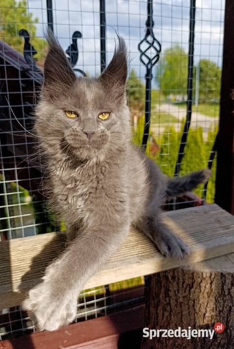 Niebieski kocurek Maine Coon FPL Gdańsk
