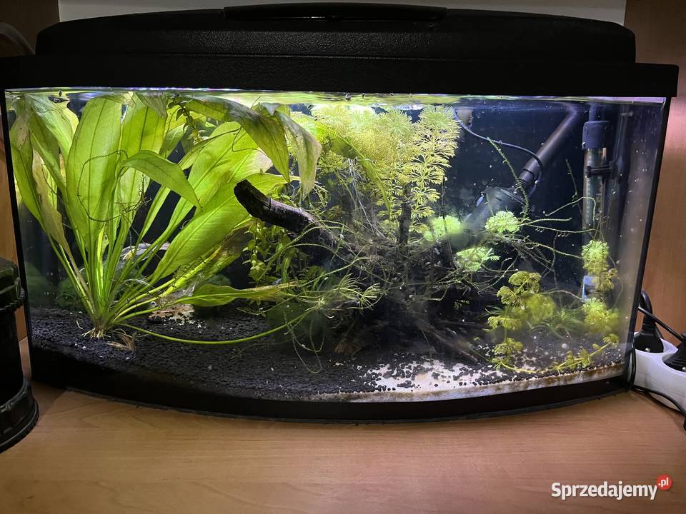 Akwarium 39l Radzanów sprzedam