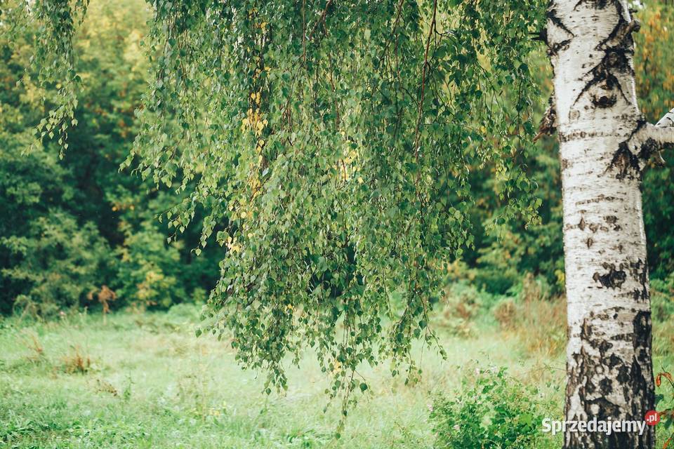 Brzoza brodawkowata Betula pendula obwód 810 z