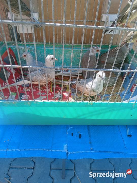 Gołąbki diamentowe Igołomia