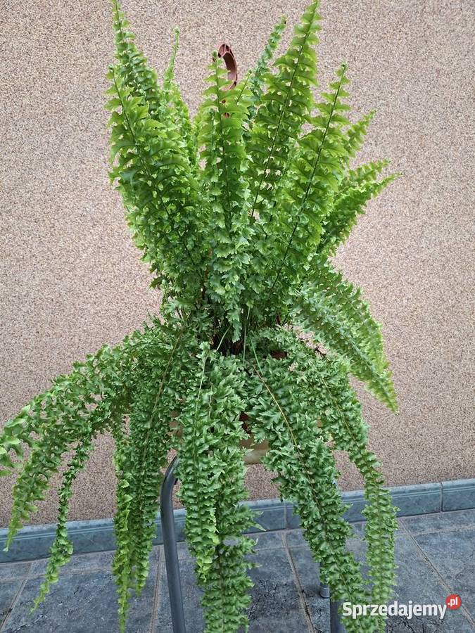 Paproć królewska Będzin