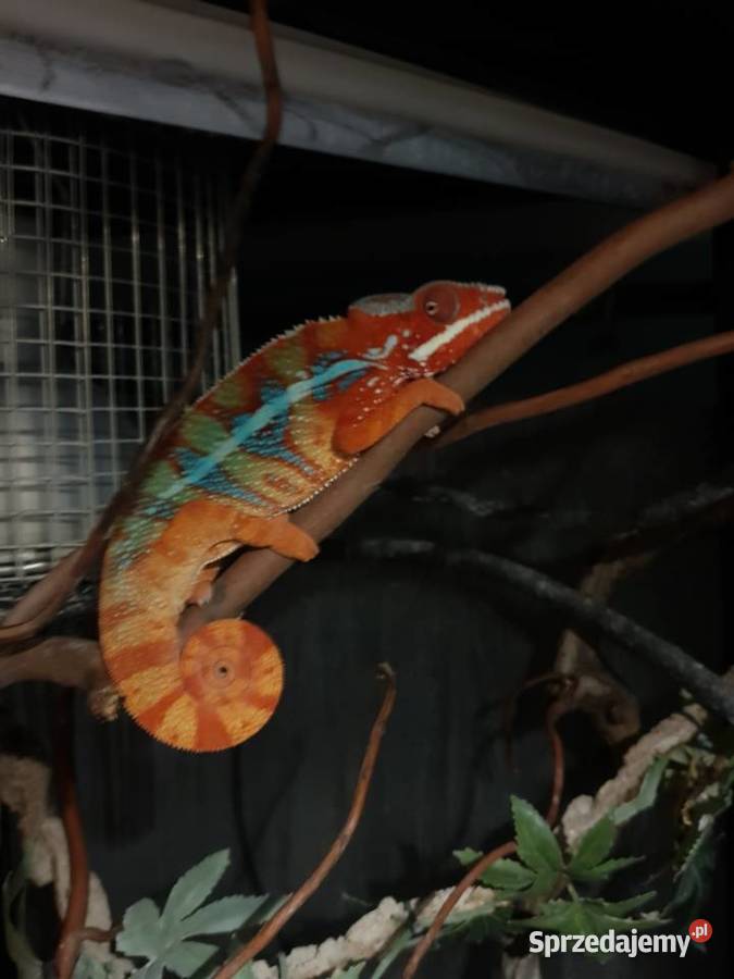kameleon lamparci ambilobe red bar