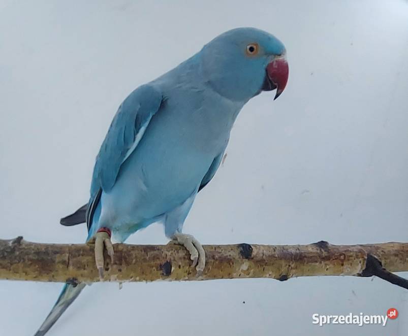 aleksandretty młode 25r zielone zółte niebieskie Orzesze