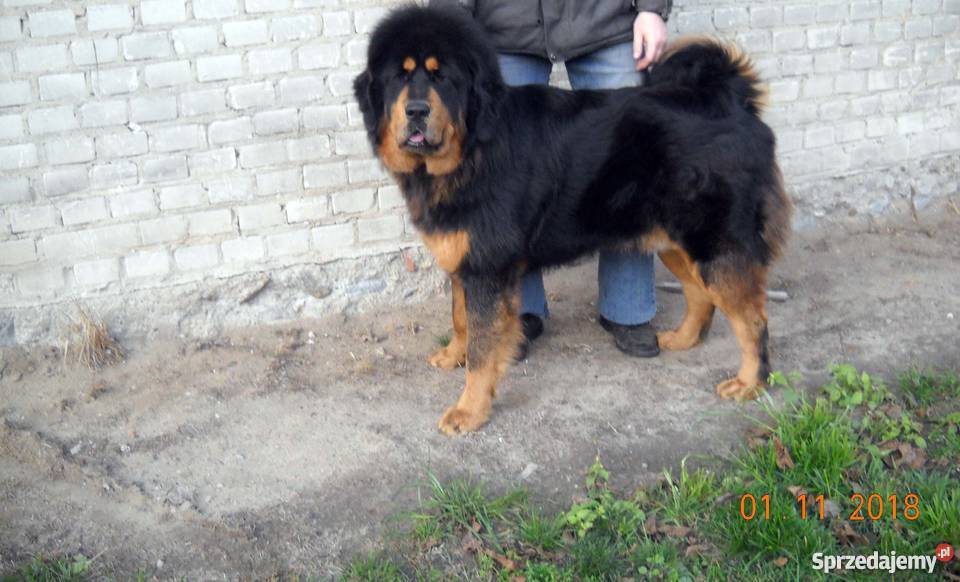 Mastif Tybetański szczeniaki Lipiny sprzedam