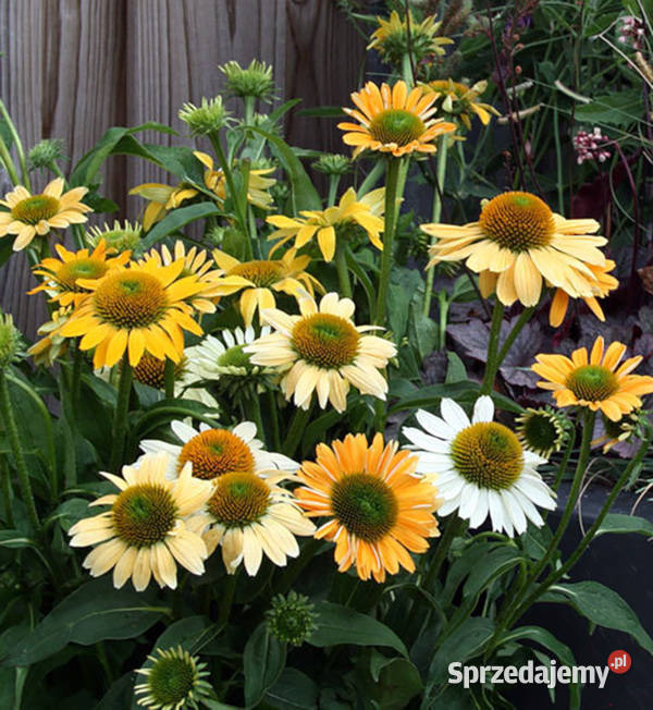 JEŻÓWKA Echinacea Mellow Yellow sadzonki w doniczkach !!