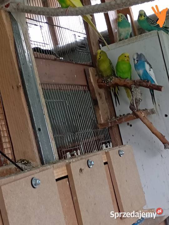 Papugi faliste Kłodzko