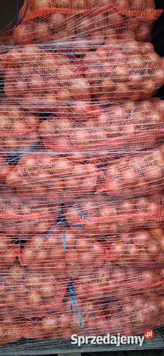 Cebula zółta czerwona Pozostałe Opatówek sprzedam