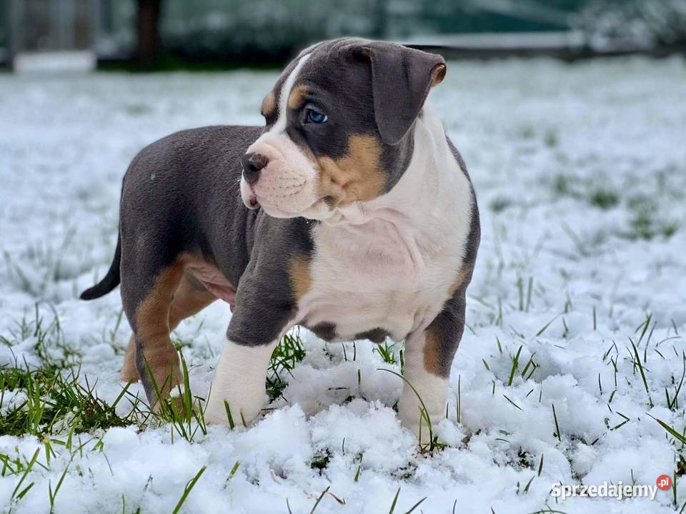 Tricolor amstaff reproduktor Dęblin sprzedam
