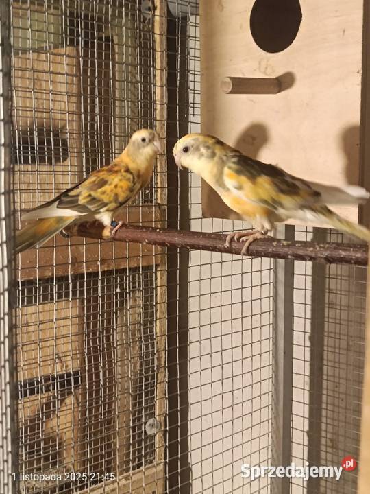 Pary łęgowe papug Ptaki Rybnik