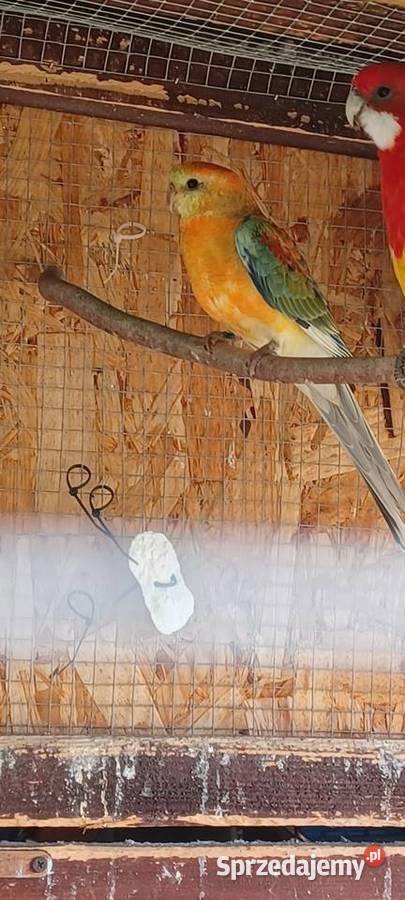 Świrgotka Piaseczno