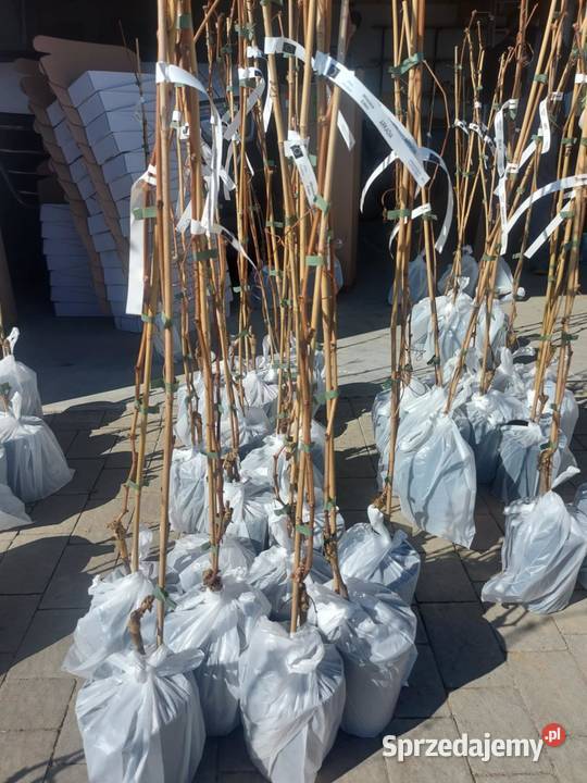 Sadzonki winorośli Największy winogron ARKADIA Łazy Brzyńskie