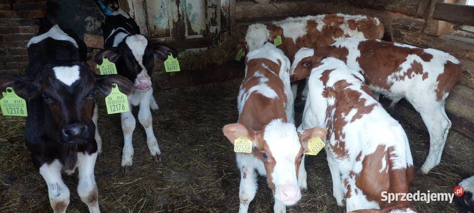 Cielaki Byczki Latowicz