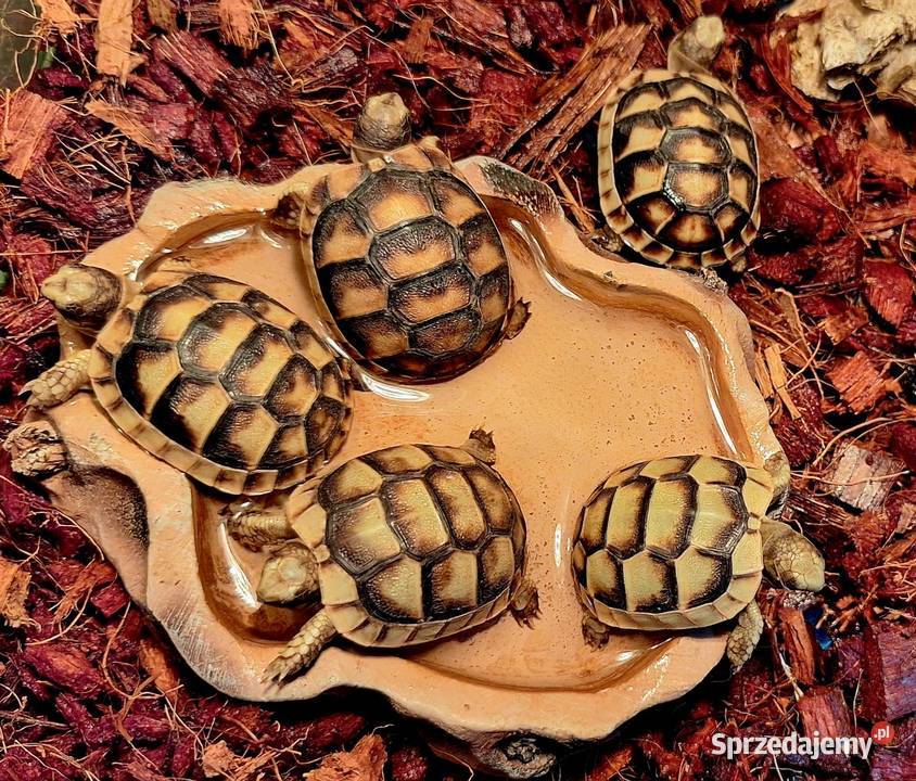 Żółw lądowy obrzeżony mazowieckie Wołomin