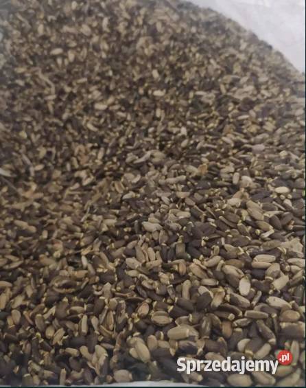 Ostropest plamisty 1 wysyłka Jednoskładnikowe pomorskie