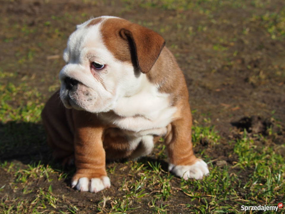Buldog Angielski suczka sprzedam