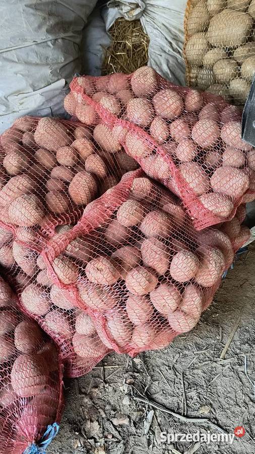 Ziemniaki jadalne Vineta Queen Anne Produkcja roślinna dolnośląskie Grodziec