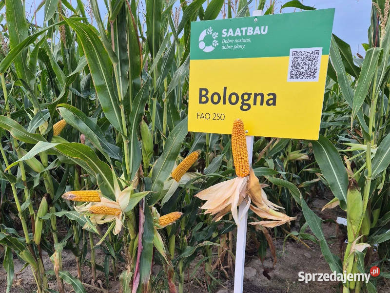 Nasiona kukurydzy Saatbau Bologna na