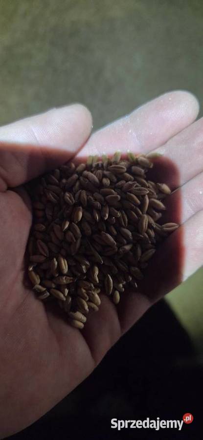 Sprzedam przenżyto ozime atletus Wichrów