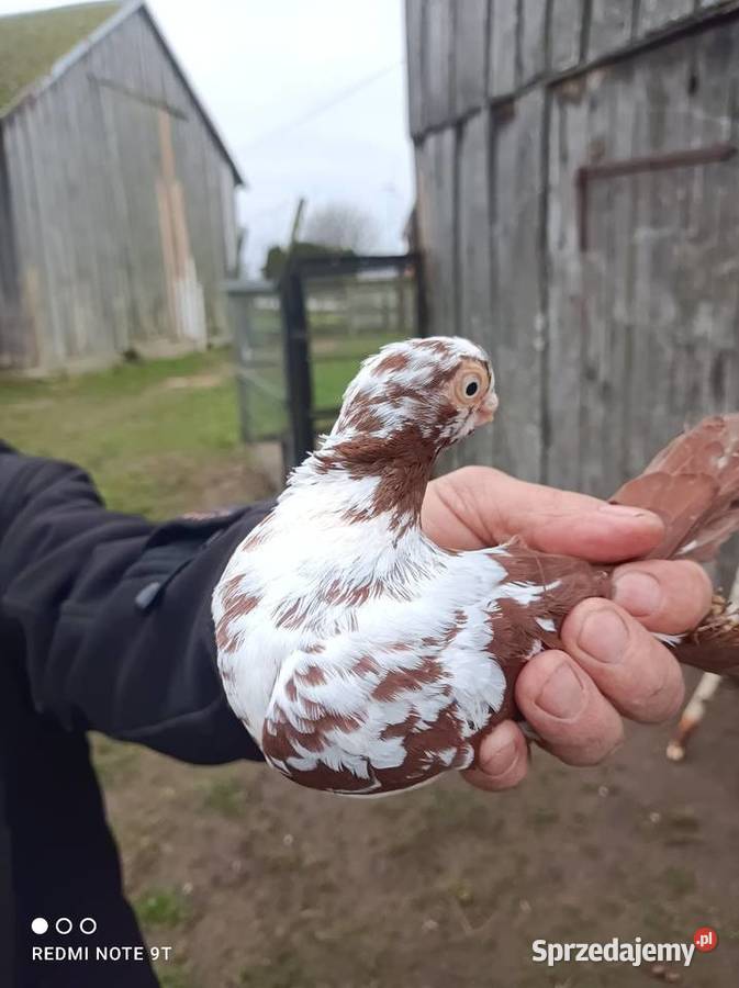 Motyl warszawski Kuczbork-Wieś sprzedam