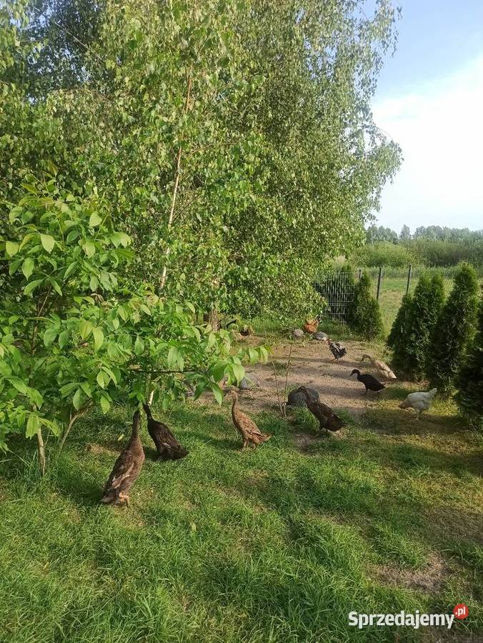 Jaja lęgowe biegusa biegus indyjski lubelskie Krasnystaw