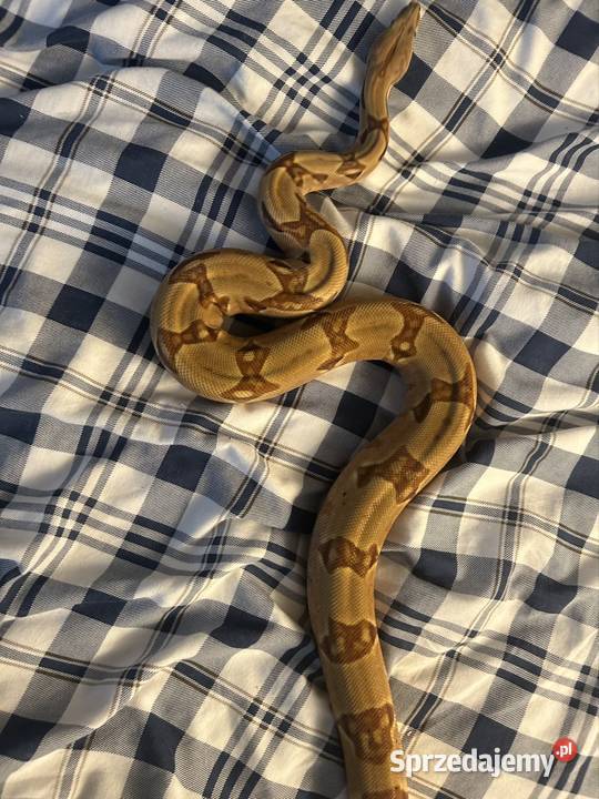 Boa constrictor super salmon Jaworzno