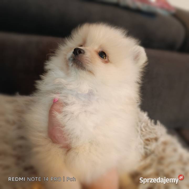 Szpic miniaturowy Pomeranian Pysznica