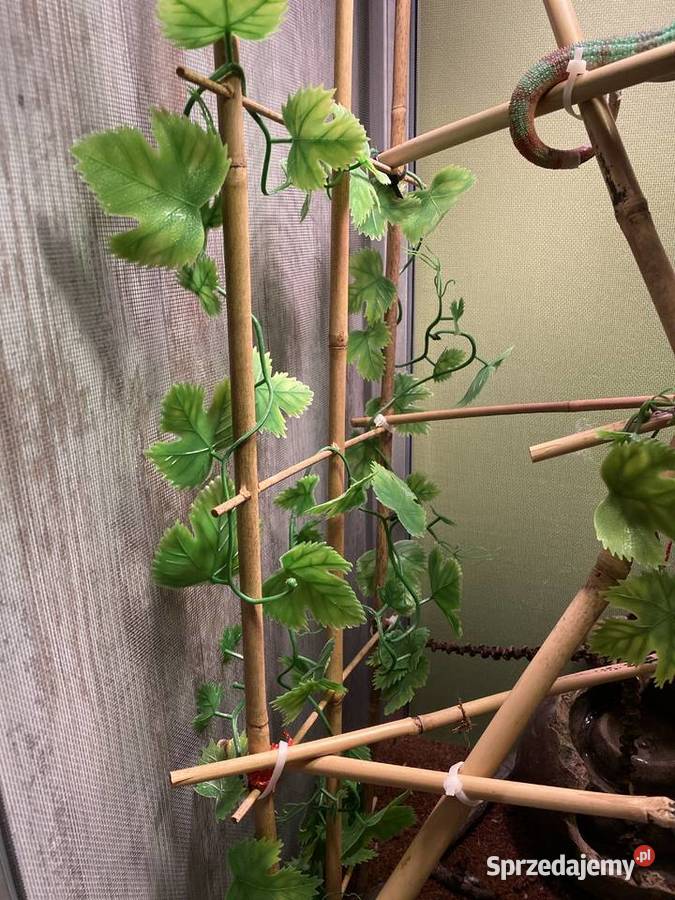 Kameleon lamparci Terrarium z wyposażeniem Zwierzęta