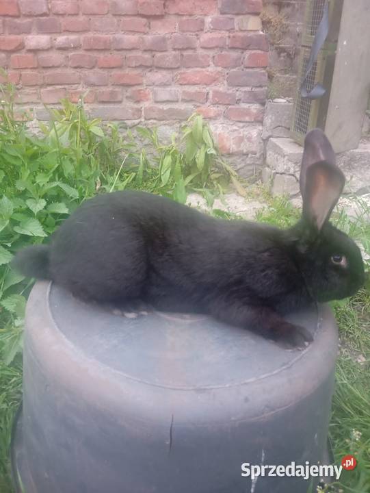 Olbrzym srokacz czarny samiec Sierniki