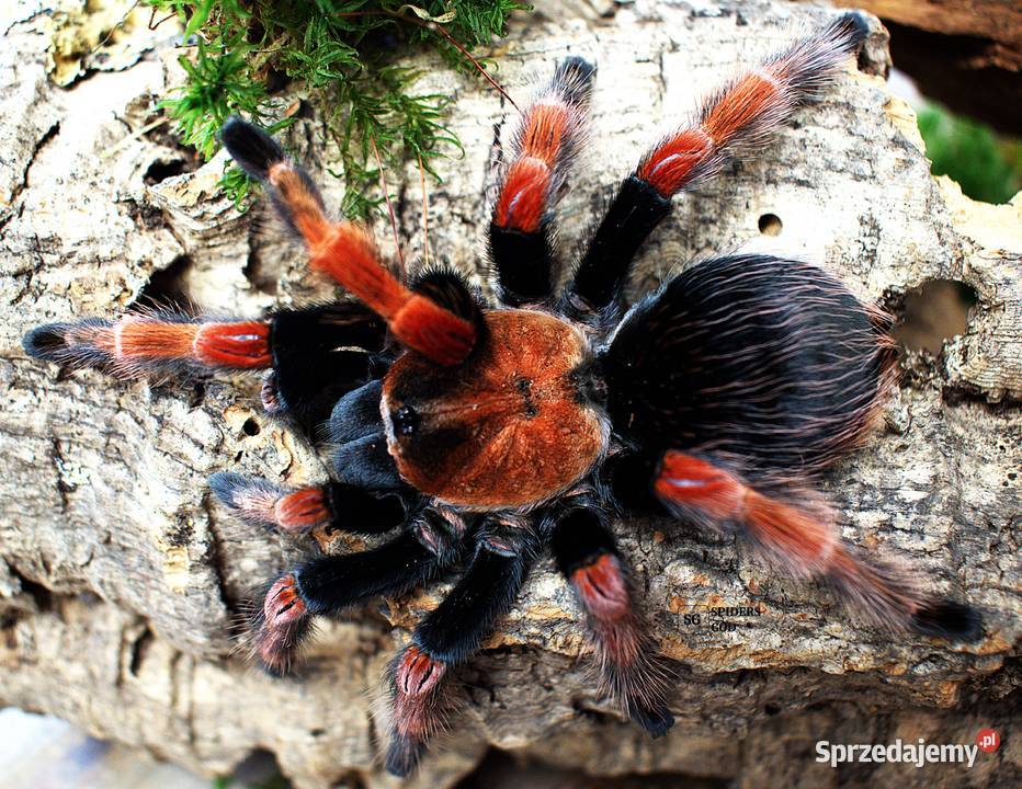 Brachypelma hamorii L2 a także emilia klaasi Pozostałe Głogoczów