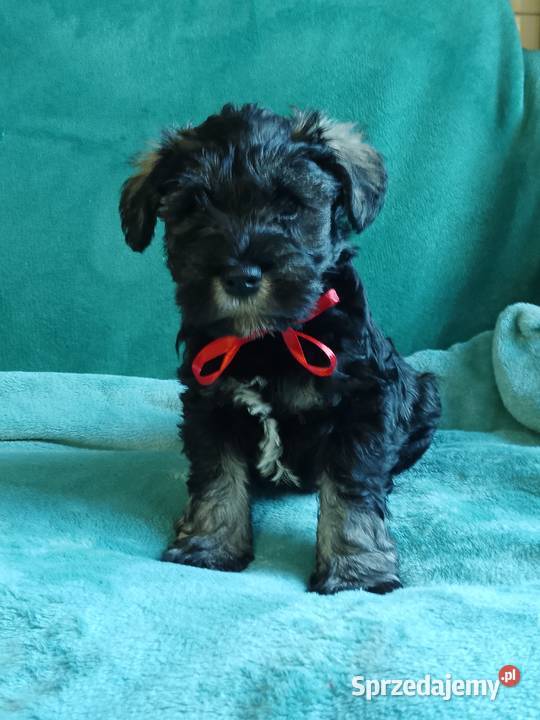 sznaucer miniaturowy Gniew sprzedam