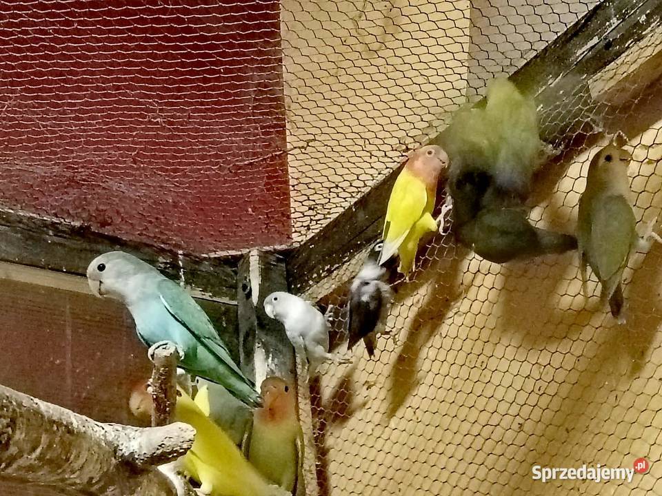 Sprzedam papużki nierozłączki Gdynia