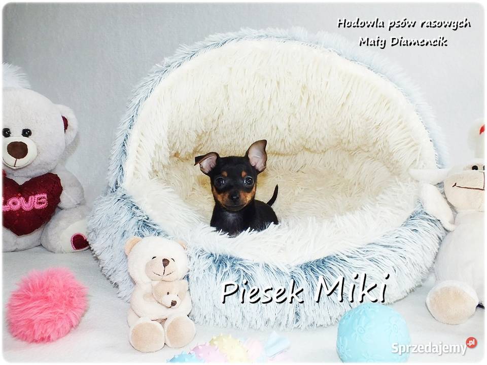 Pinczer miniaturowy Ratlerek tzwsarenka MINI Żary