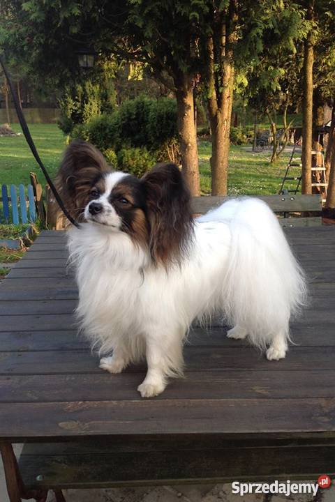 Papilonpiękne szczenięta z rodowodemPapillon Kraków