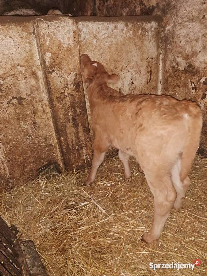 Byczek mięsny Bydło świętokrzyskie Jędrzejów