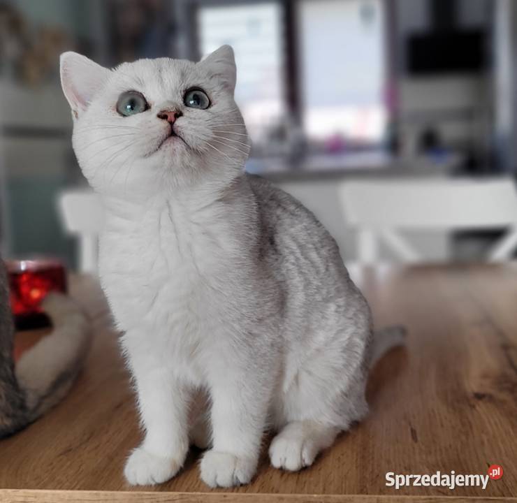 Brytyjskie srebrne srebrne pointy Zielona Góra