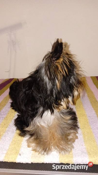 Yorkshire Terrier Grzybno