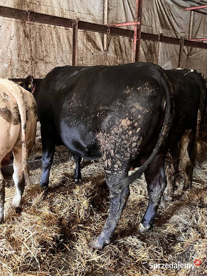 Jałówka cielna angus limousine Próchenki