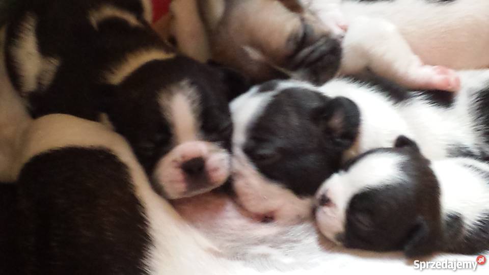 Buldog Francuski 6 tygodni Ruda Śląska