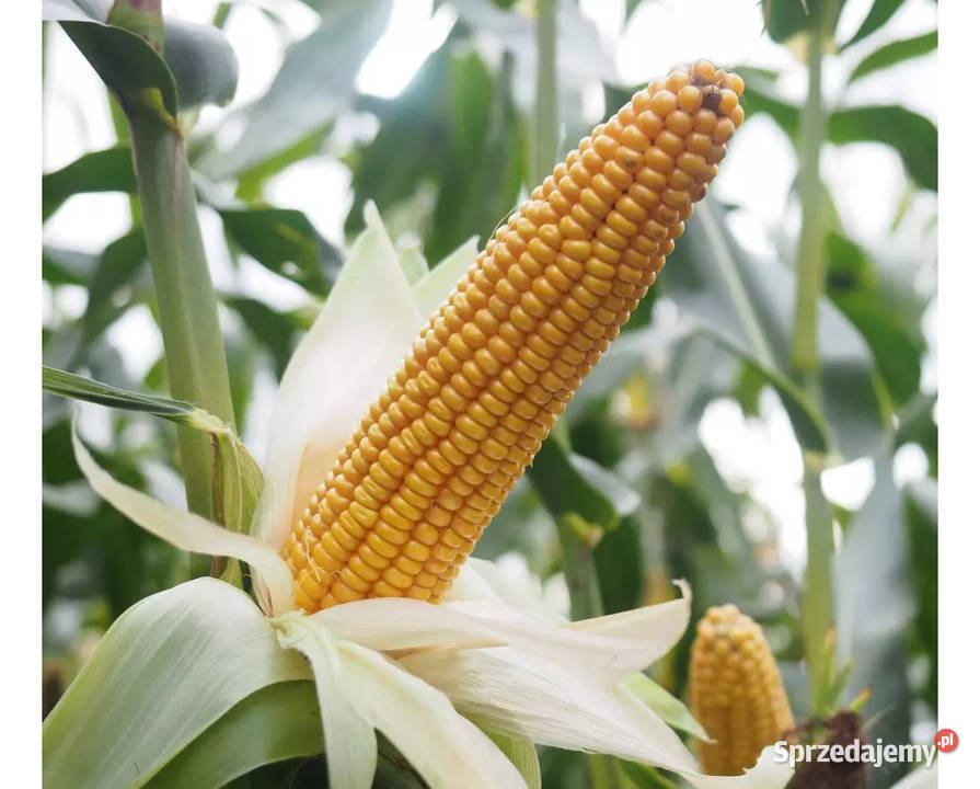 Materiał siewny kukurydza Lipino FAO 230240 Opti Targowisko