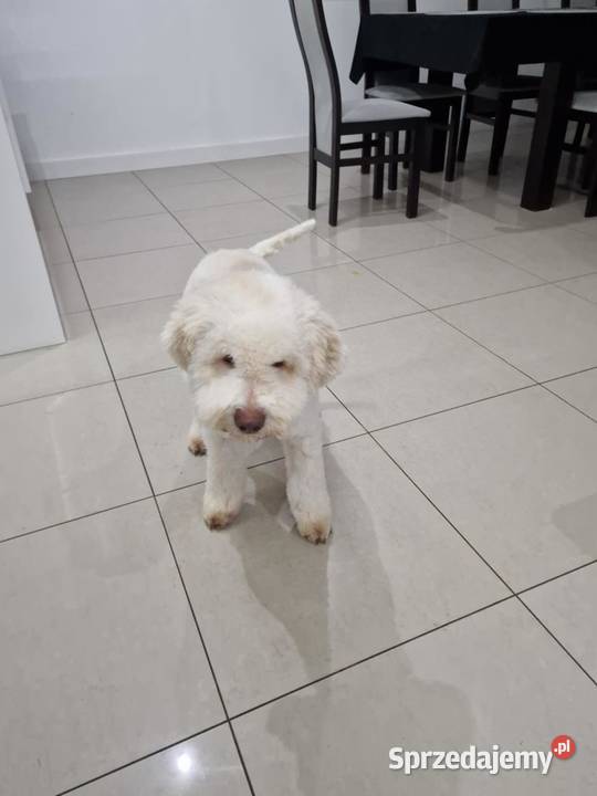 Lagotto Romagnolo ZKwPFCI Pozostałe Jakubowice Konińskie