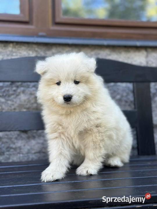 Samojed Samoyed Zapraszamy Pszczyna