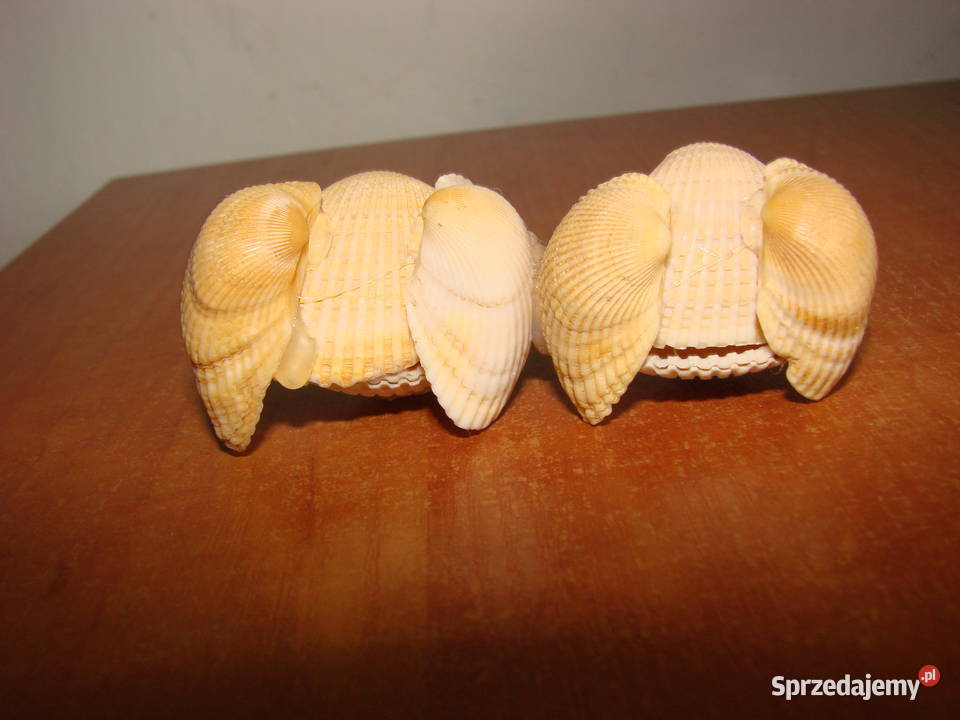 dekoracja z muszelek