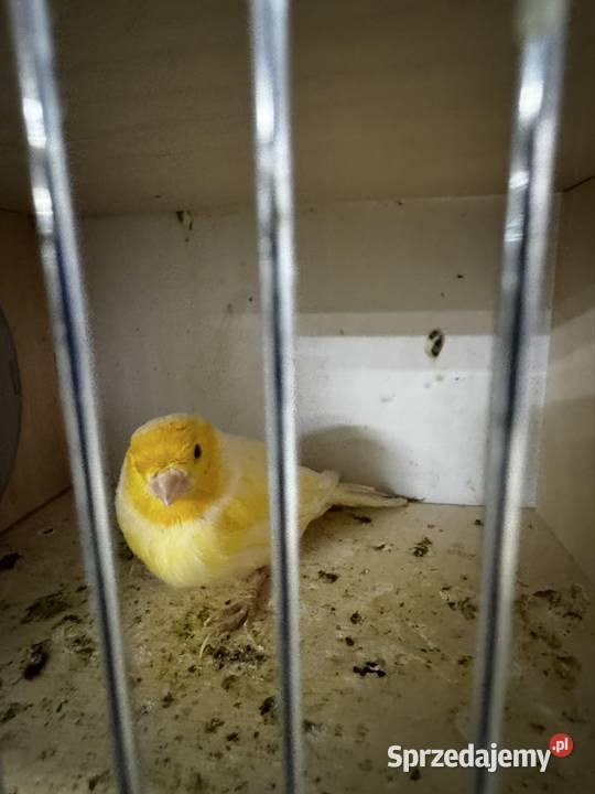 Kanarki Samce 2025 małopolskie Cianowice sprzedam