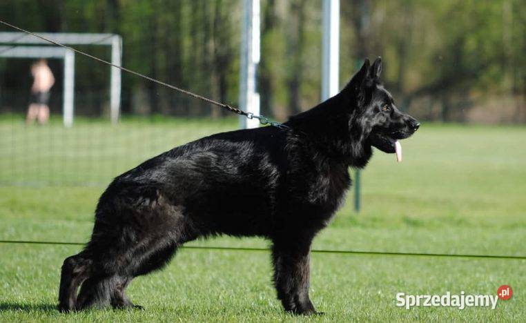 Owczarek Niemiecki Krótkowłosy Bielsko-Biała