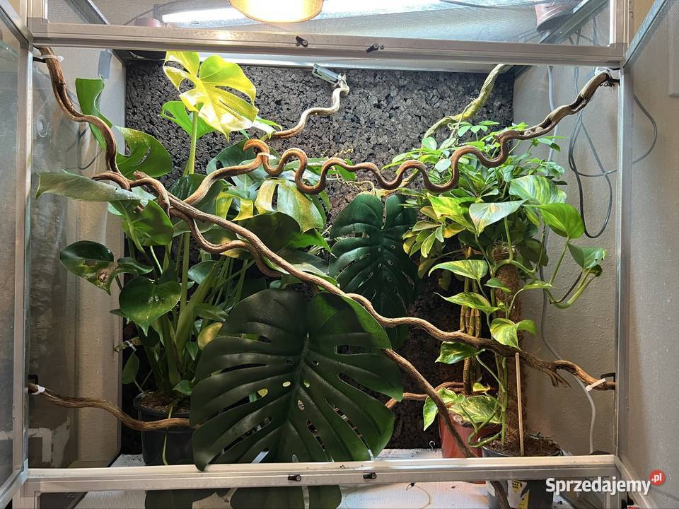 Terrarium z siatki 100x50x100 kameleona DUŻE Zwierzęta