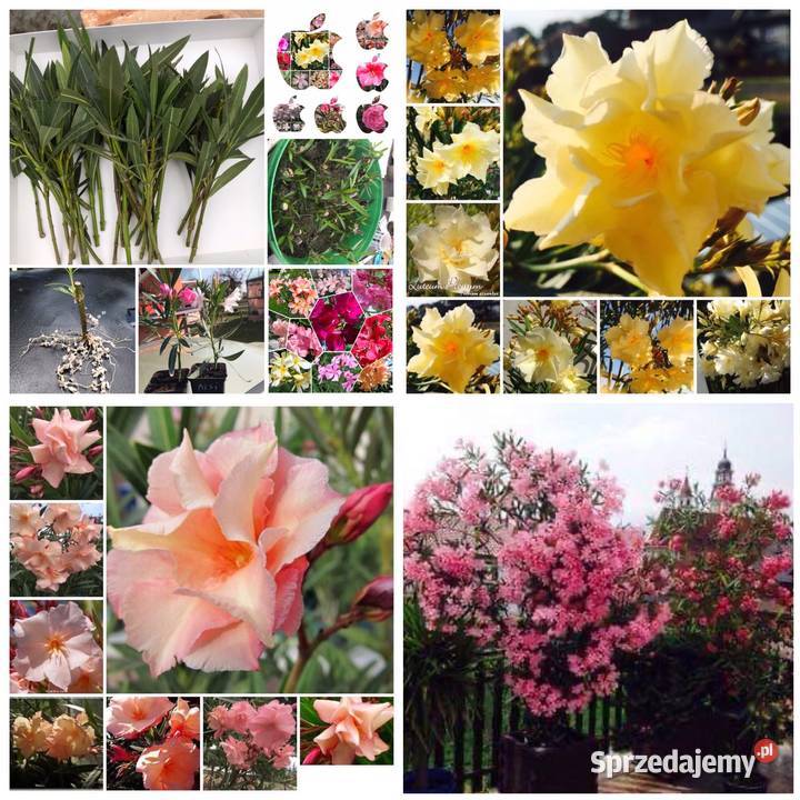 Pleander Provence Łososiowy pachnący pełny Skawina